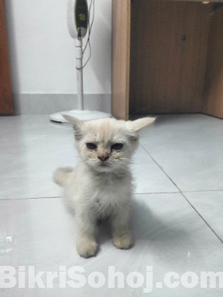 Persian Female Kitten